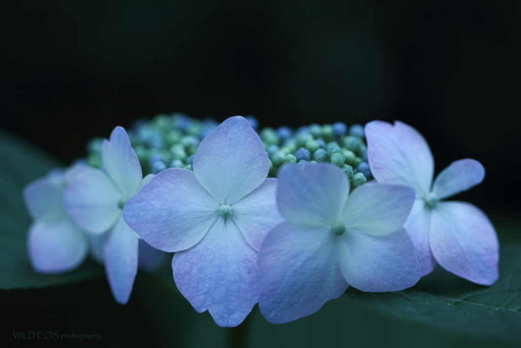 ☆Butterfly