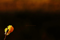 ☆哀愁のネコヤナギ♪