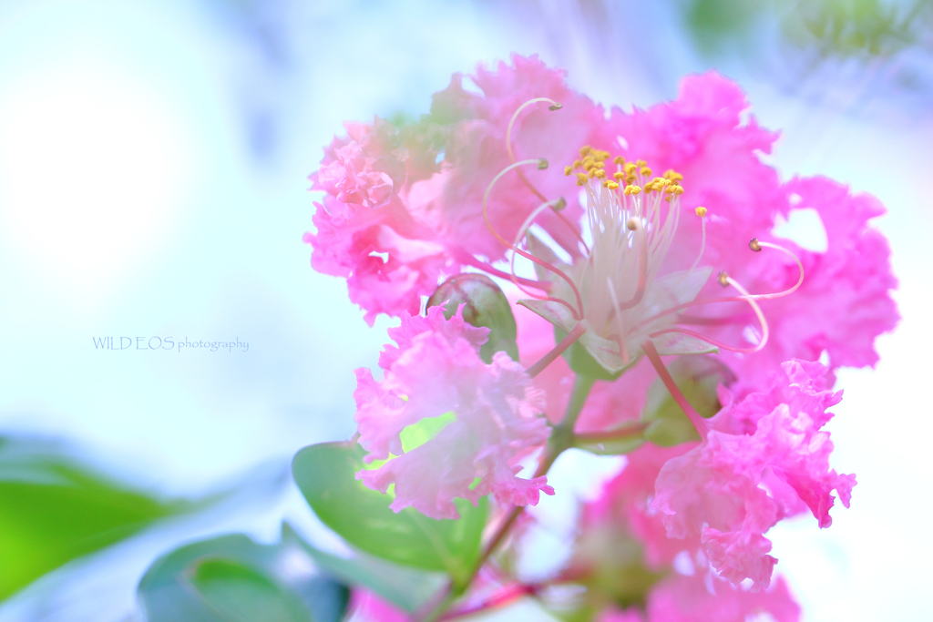 ☆Princess' Wish♪