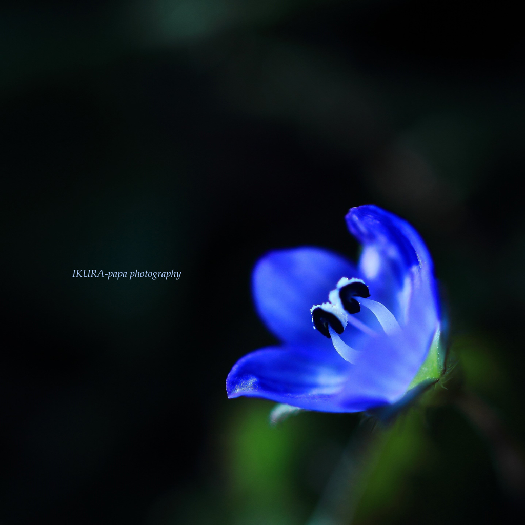 ☆Blue jewel
