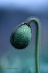 ☆フグリの春♪