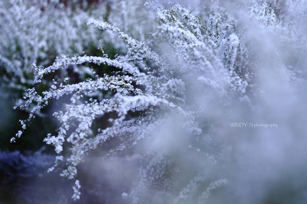 ☆春の雪