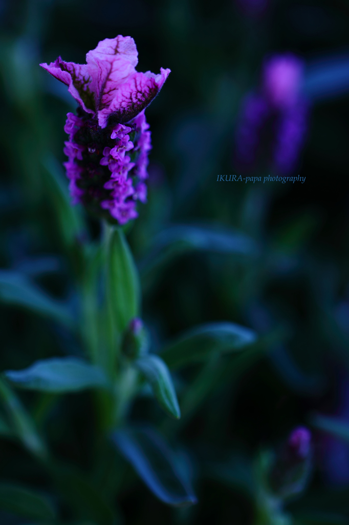 ☆ French Lavender