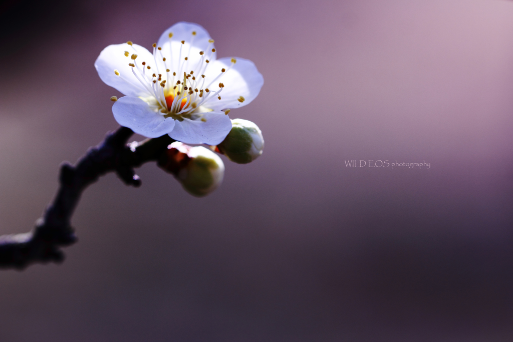 ☆まいどおおきにの春♪