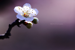 ☆まいどおおきにの春♪