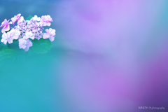 Purple Taste