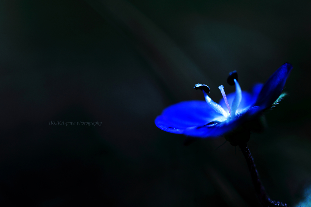 ☆Blue illusion
