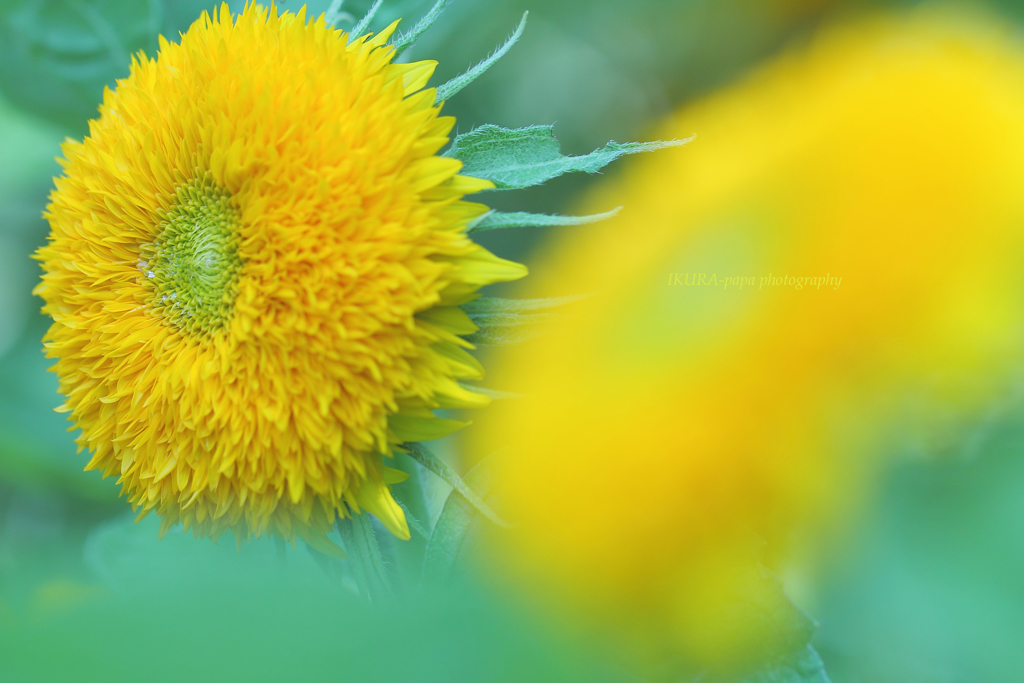 ☆テディベアな私