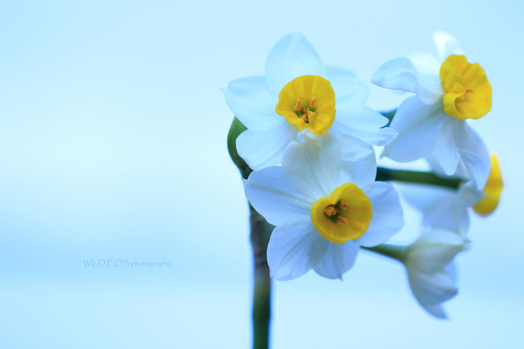 ☆ひよこクラブ♪