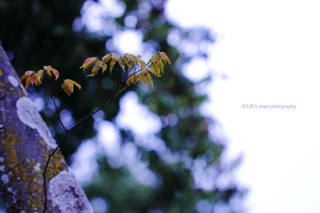 ☆Lonely branch