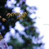 ☆Lonely branch
