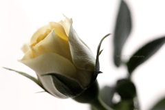 ☆ノスタルジー♪