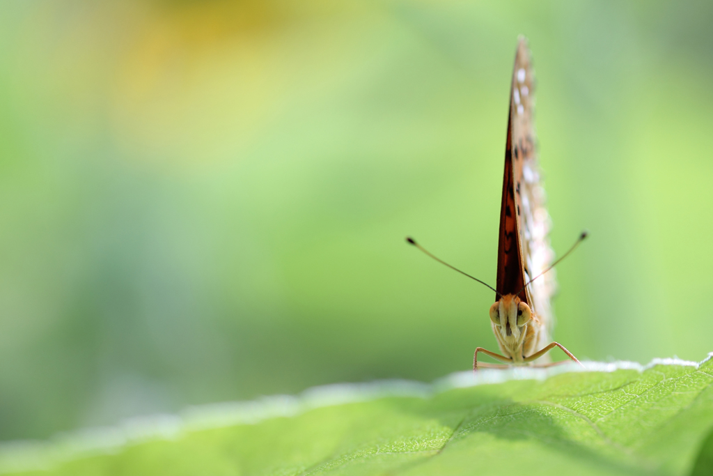 ☆Vertical Tail