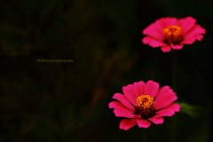 ☆Two Red