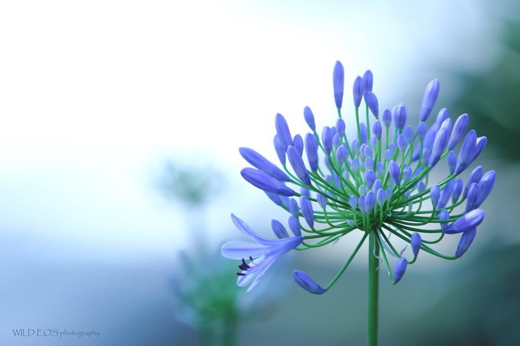 ☆Blooming