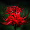 ☆Red Queen