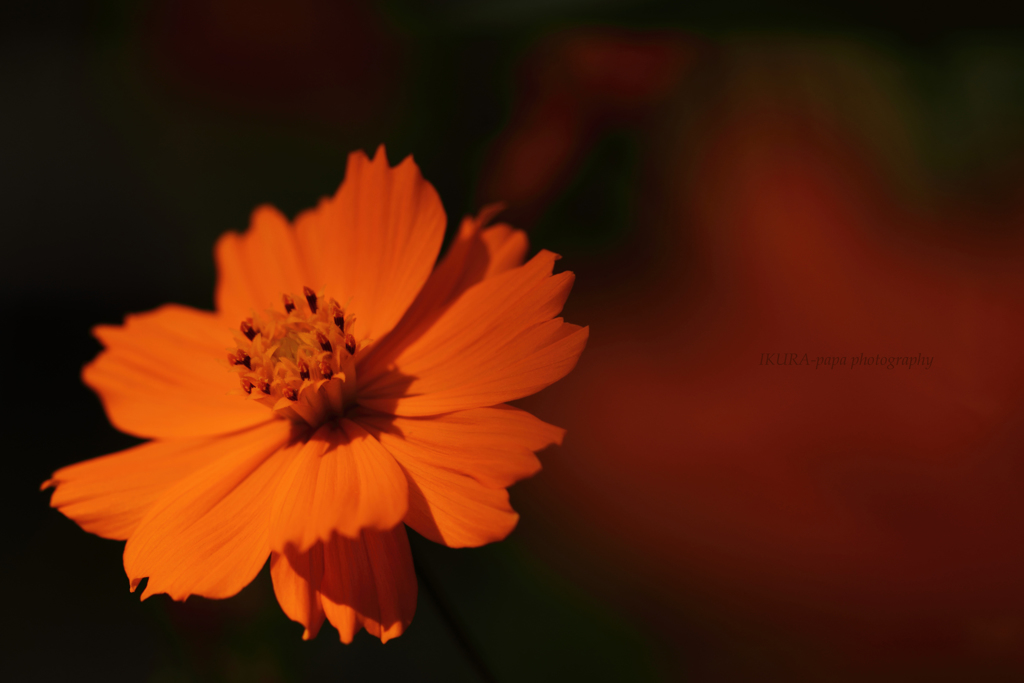 ☆ラストフラメンコ♪