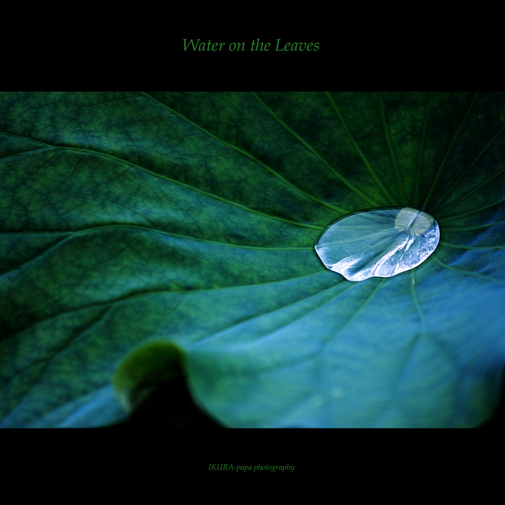 ☆Water on the Leaves