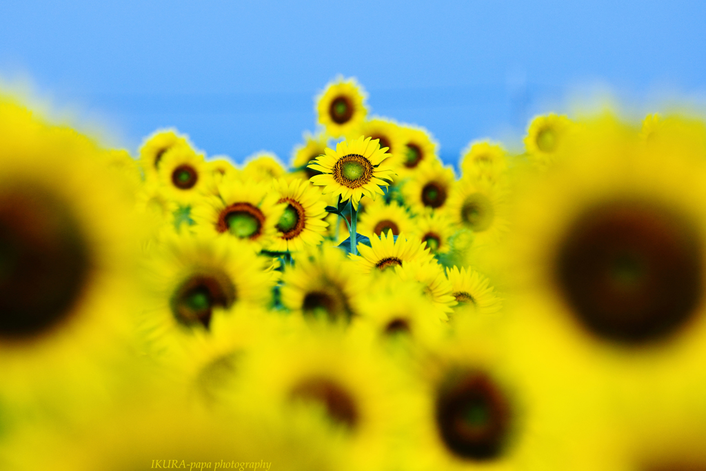 ☆Sunflower hill