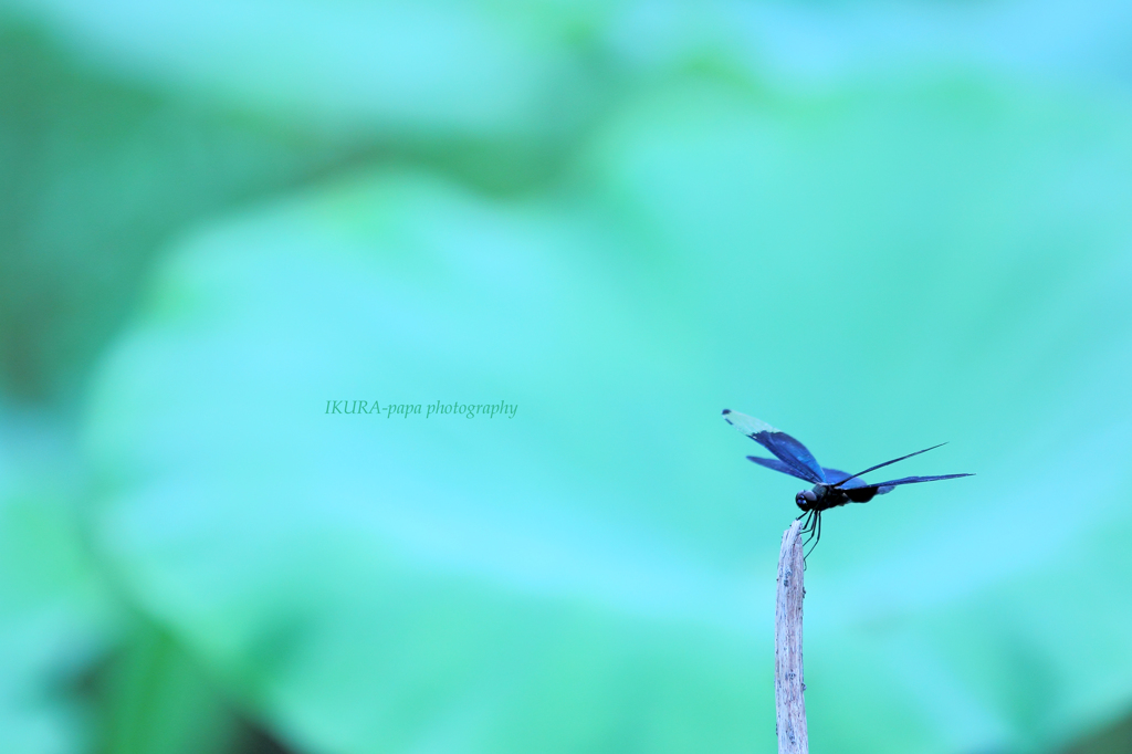 ☆Refreshing