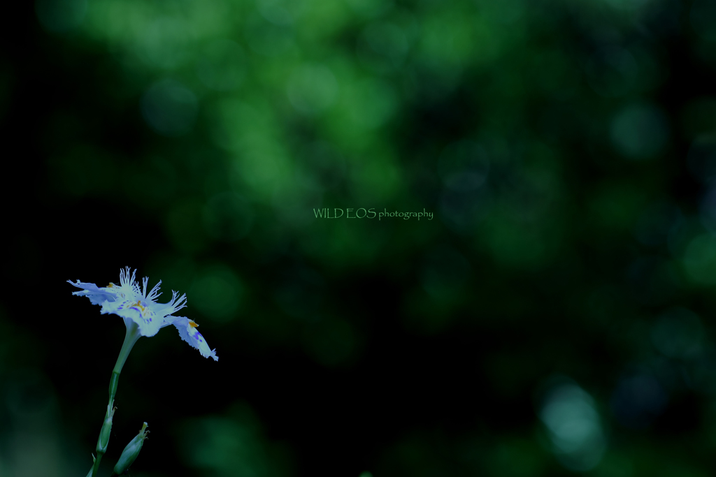 ☆Green shower♪
