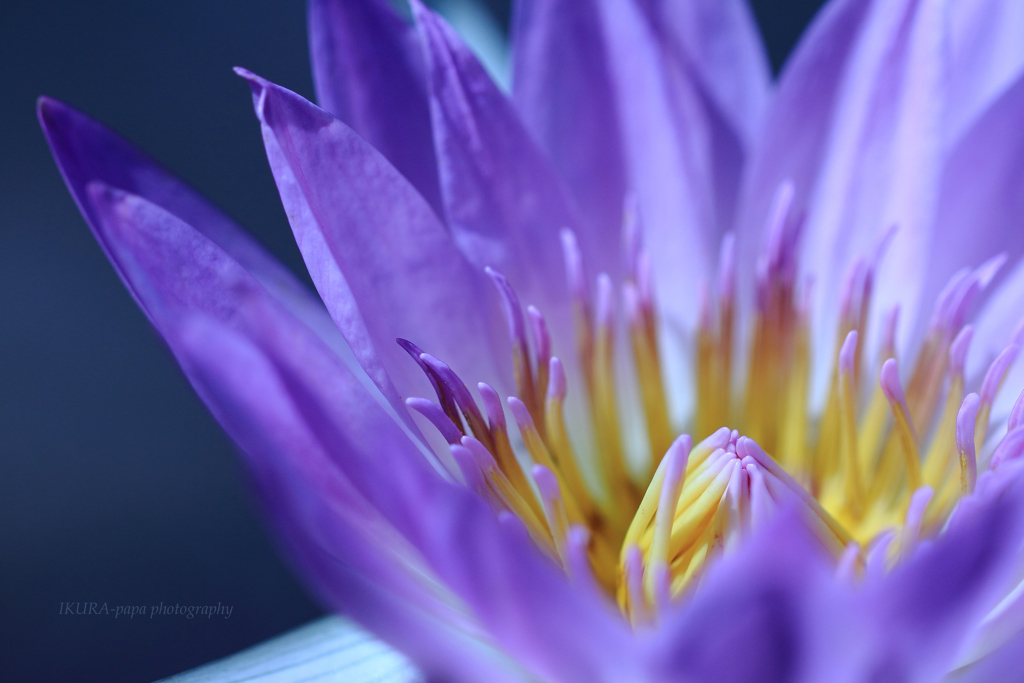 ☆Purple prayer♪