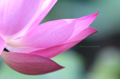 ☆Pure Heart