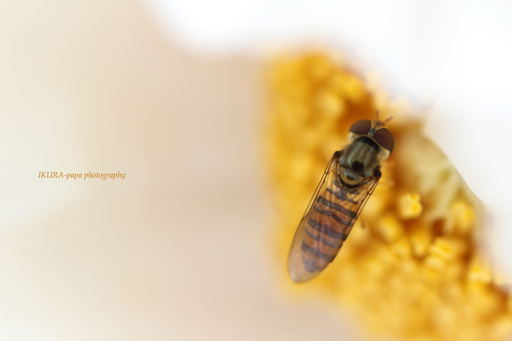 ☆Honey Collar