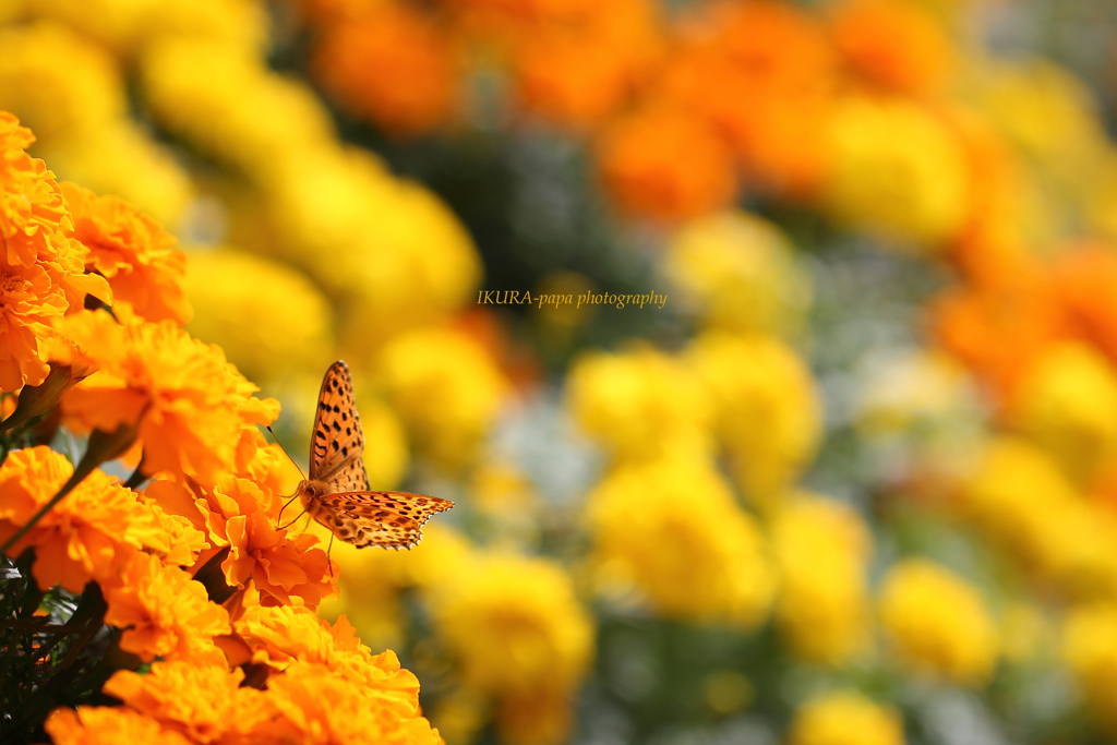 ☆Autumn sunny