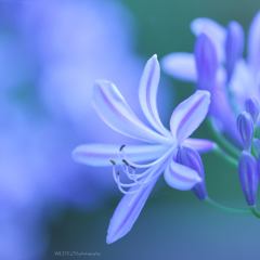 ☆癒しのアガパン♪