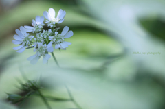 ☆Green Wind