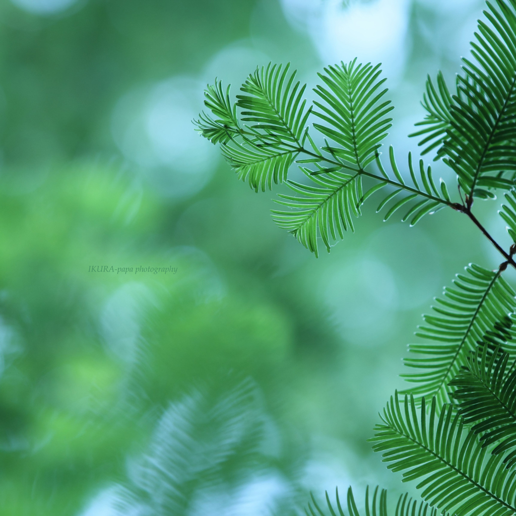 ☆Summer green♪