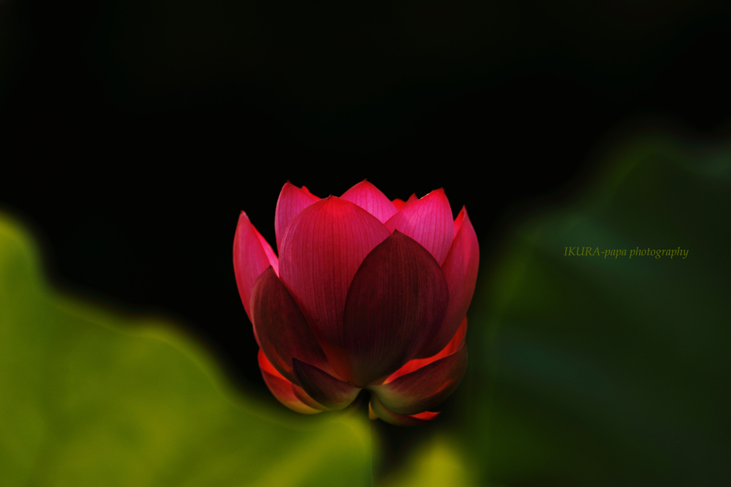 ☆篝火の華