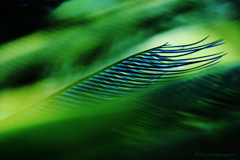 ☆Green Winds