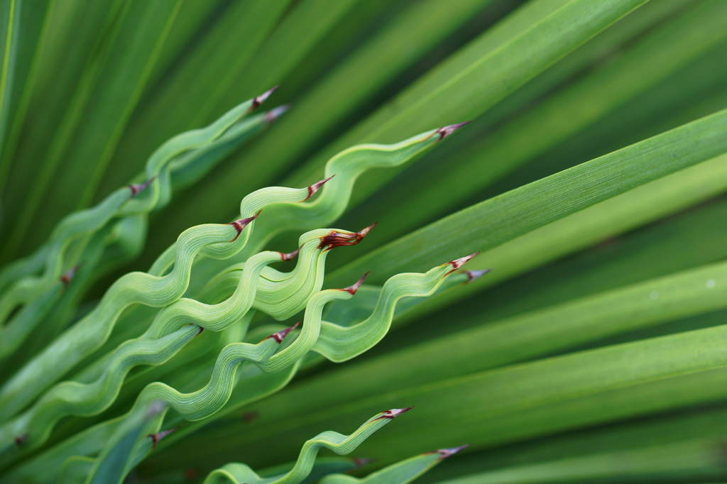 Sharp leaves #3