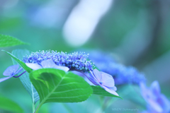 Blue purpleの光♪