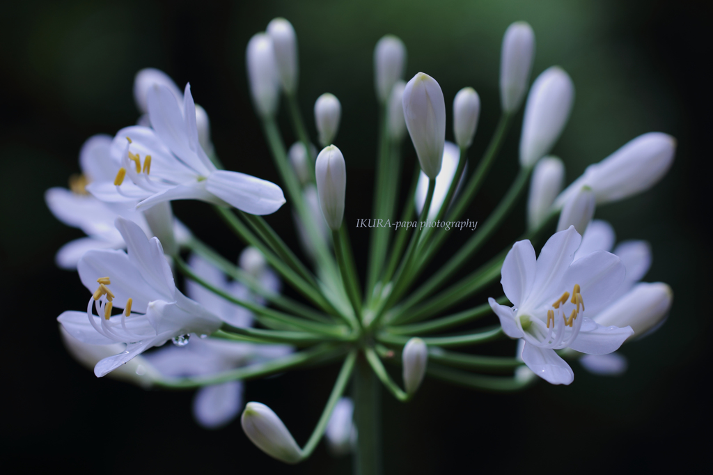 ☆White Elegance / フルバージョン