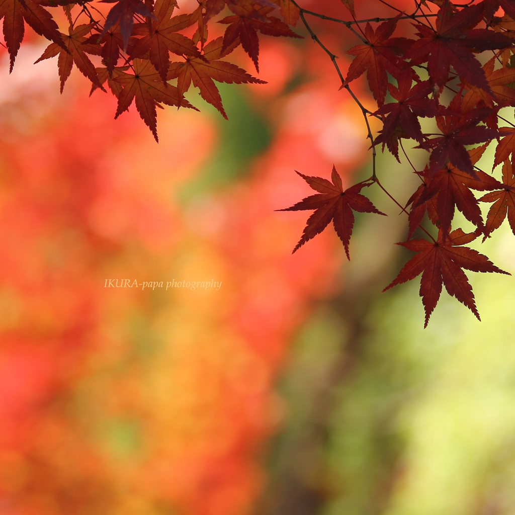 ☆Square Autumn