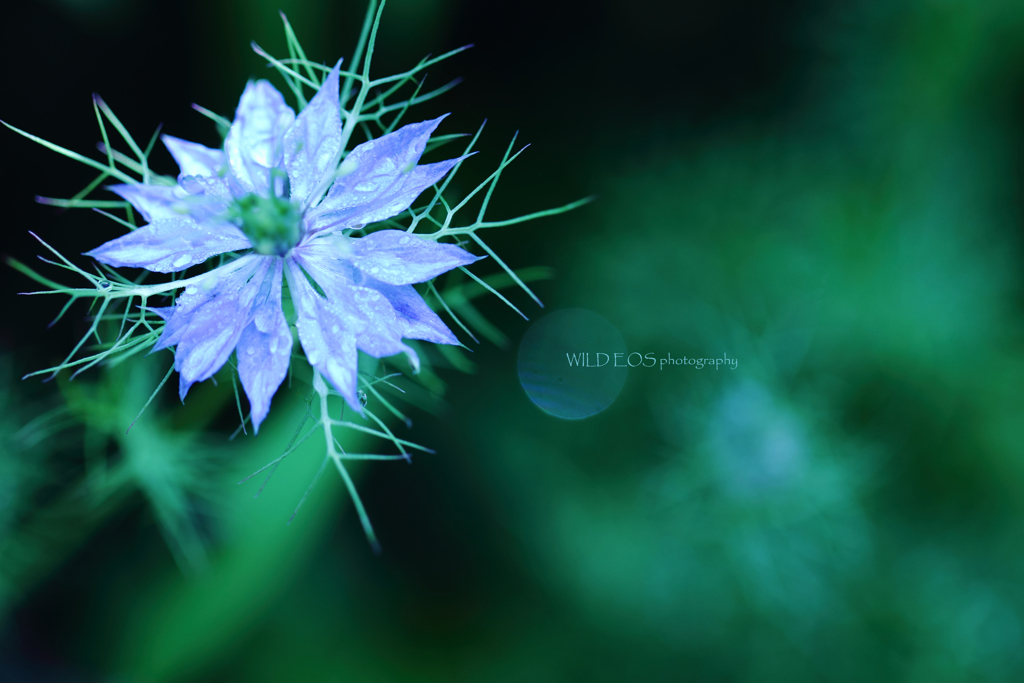 ☆Perplexity