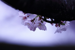 ☆春の一年生♪