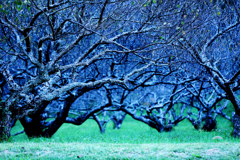 ☆Plum grove