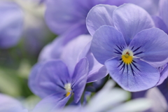 Spring color