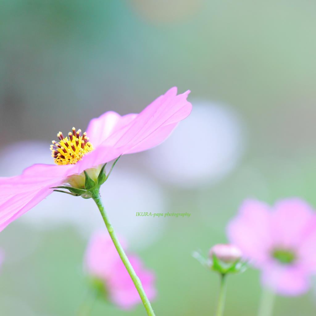 ☆幸せいっぱい♡