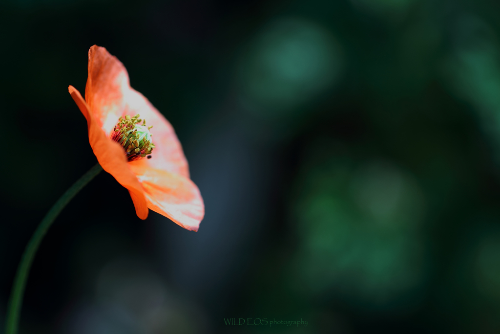 ☆眩しすぎる君♪