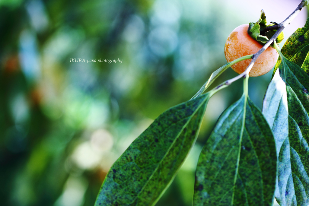 ☆Fruit of autumn♪