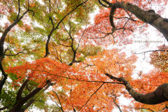 ☆天空の秋
