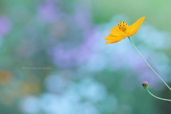 ☆風にのせて♪