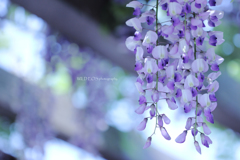 ☆Purple shower♪