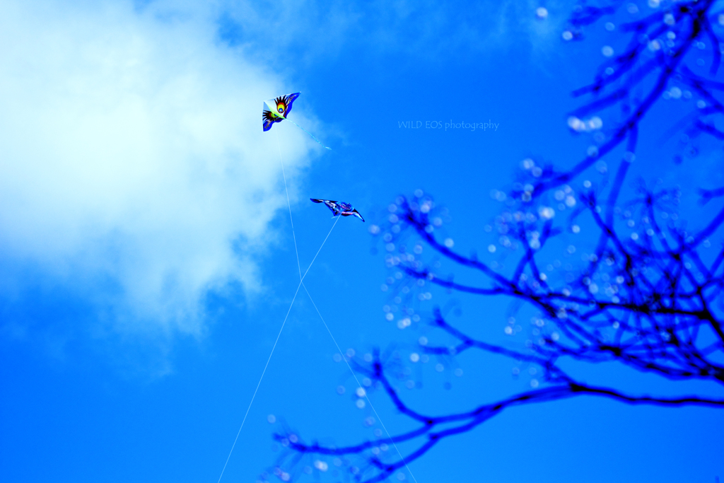 ☆Wind crossing♪