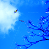 ☆Wind crossing♪